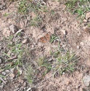 Junonia villida at Tuggeranong Hill - 21 Feb 2024 08:55 AM