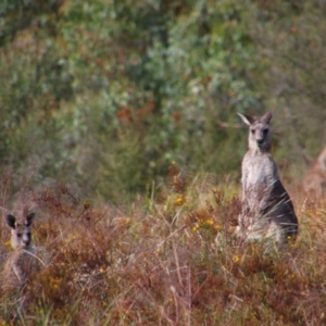 Macropus giganteus at Tuggeranong Hill - 21 Feb 2024