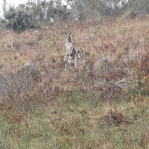 Macropus giganteus at Tuggeranong Hill - 21 Feb 2024