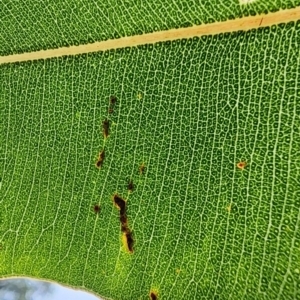 Corymbia ficifolia at Chifley, ACT - 21 Feb 2024