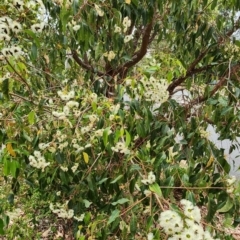 Corymbia ficifolia at Chifley, ACT - 21 Feb 2024