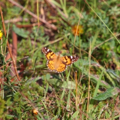 Vanessa kershawi (Australian Painted Lady) at Tuggeranong Hill - 21 Feb 2024 by MB