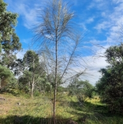 Allocasuarina verticillata (Drooping Sheoak) at Tuggeranong Hill - 21 Feb 2024 by MB