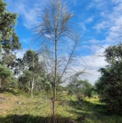 Allocasuarina verticillata (Drooping Sheoak) at Theodore, ACT - 20 Feb 2024 by MB