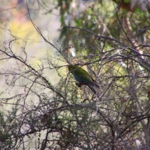 Platycercus elegans at Tuggeranong Hill - 21 Feb 2024 09:01 AM