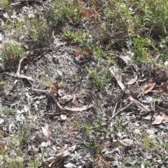 Platycercus elegans at Tuggeranong Hill - 21 Feb 2024 09:01 AM