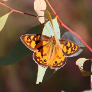 Heteronympha penelope at Tuggeranong Hill - 21 Feb 2024