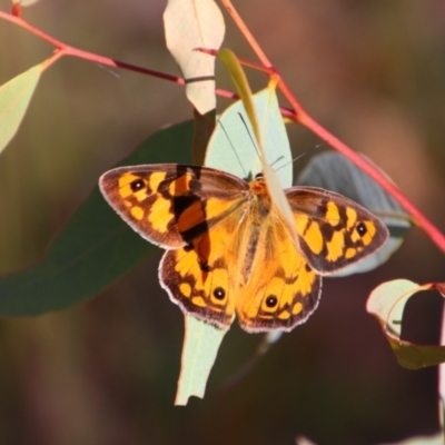 Heteronympha penelope (Shouldered Brown) at Theodore, ACT - 20 Feb 2024 by MB