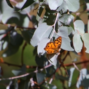 Heteronympha penelope at Tuggeranong Hill - 21 Feb 2024