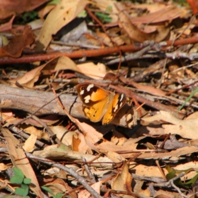 Heteronympha merope (Common Brown Butterfly) at Tuggeranong Hill - 21 Feb 2024 by MB