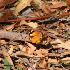Heteronympha merope (Common Brown Butterfly) at Tuggeranong Hill - 20 Feb 2024 by MB