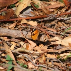 Heteronympha merope at Tuggeranong Hill - 21 Feb 2024 09:11 AM