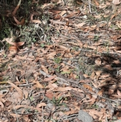 Heteronympha merope at Tuggeranong Hill - 21 Feb 2024
