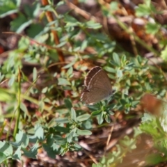 Zizina otis (Common Grass-Blue) at Tuggeranong Hill - 21 Feb 2024 by MB