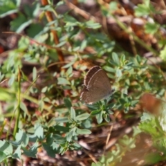 Zizina otis (Common Grass-Blue) at Tuggeranong Hill - 20 Feb 2024 by MB