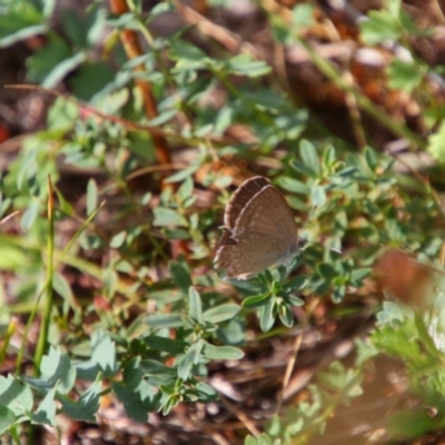 Zizina otis (Common Grass-Blue) at Tuggeranong Hill - 21 Feb 2024 by MB