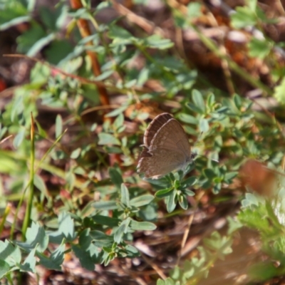 Zizina otis (Common Grass-Blue) at Theodore, ACT - 20 Feb 2024 by MB