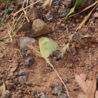 Pieris rapae (Cabbage White) at Tuggeranong Hill - 21 Feb 2024 by MB