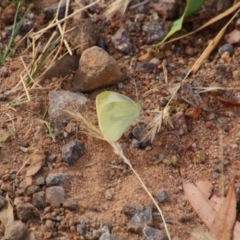 Pieris rapae (Cabbage White) at Tuggeranong Hill - 20 Feb 2024 by MB