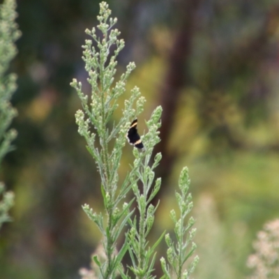 Eutrichopidia latinus (Yellow-banded Day-moth) at Tuggeranong Hill - 20 Feb 2024 by MB