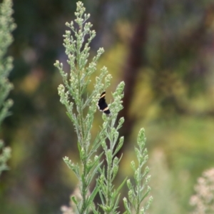 Eutrichopidia latinus at Tuggeranong Hill - 21 Feb 2024