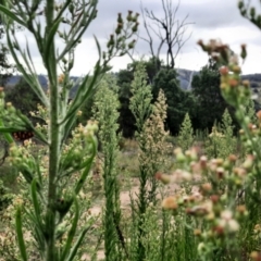 Eutrichopidia latinus at Tuggeranong Hill - 21 Feb 2024