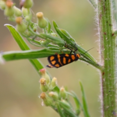 Asura lydia (Lydia Lichen Moth) at Tuggeranong Hill - 21 Feb 2024 by MB