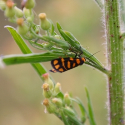 Asura lydia (Lydia Lichen Moth) at Tuggeranong Hill - 20 Feb 2024 by MB