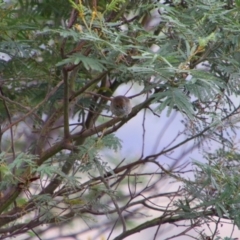 Acanthiza pusilla (Brown Thornbill) at Tuggeranong Hill - 21 Feb 2024 by MB