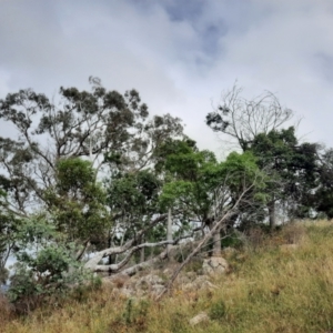 Acanthiza pusilla at Tuggeranong Hill - 21 Feb 2024