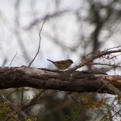 Neochmia temporalis (Red-browed Finch) at Tuggeranong Hill - 21 Feb 2024 by MB