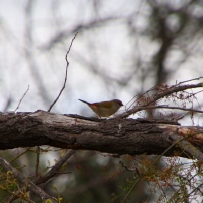 Neochmia temporalis (Red-browed Finch) at Tuggeranong Hill - 20 Feb 2024 by MB