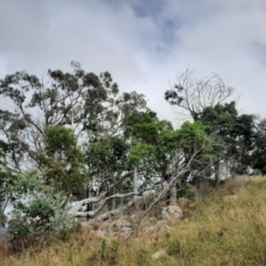 Neochmia temporalis at Tuggeranong Hill - 21 Feb 2024