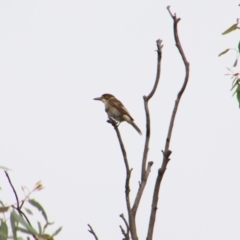 Cracticus torquatus (Grey Butcherbird) at Tuggeranong Hill - 21 Feb 2024 by MB