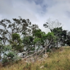 Cracticus torquatus at Tuggeranong Hill - 21 Feb 2024