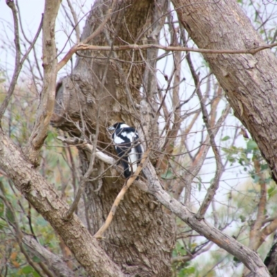 Gymnorhina tibicen (Australian Magpie) at Tuggeranong Hill - 21 Feb 2024 by MB