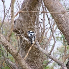 Gymnorhina tibicen (Australian Magpie) at Tuggeranong Hill - 20 Feb 2024 by MB