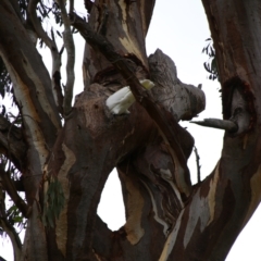 Cacatua galerita (Sulphur-crested Cockatoo) at Theodore, ACT - 20 Feb 2024 by MB