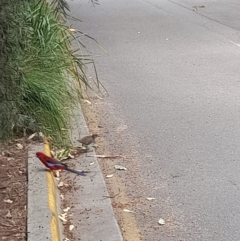 Gallirallus philippensis at Australian National University - 21 Feb 2024