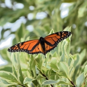 Danaus plexippus at Wollondilly Local Government Area - 20 Feb 2024 05:47 PM