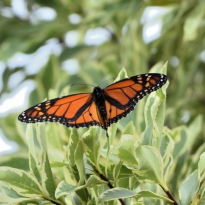 Danaus plexippus (Monarch) at Tahmoor, NSW - 20 Feb 2024 by Freebird