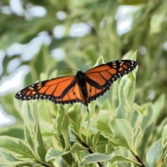 Danaus plexippus (Monarch) at Wollondilly Local Government Area - 20 Feb 2024 by Freebird