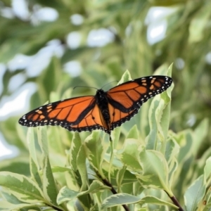 Danaus plexippus (Monarch) at Wollondilly Local Government Area by Freebird