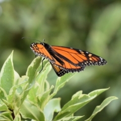 Danaus plexippus at Wollondilly Local Government Area - 20 Feb 2024 05:47 PM