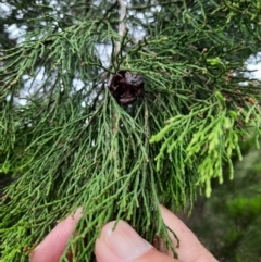 Callitris endlicheri (Black Cypress Pine) at Conder, ACT - 20 Feb 2024 by MB