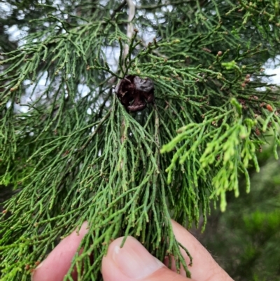 Callitris endlicheri (Black Cypress Pine) at Conder, ACT - 20 Feb 2024 by MB