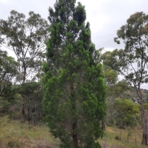 Callitris endlicheri at Tuggeranong Hill - 21 Feb 2024