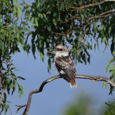 Dacelo novaeguineae (Laughing Kookaburra) at Tahmoor, NSW - 20 Feb 2024 by Freebird