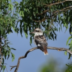 Dacelo novaeguineae (Laughing Kookaburra) at Tahmoor, NSW - 20 Feb 2024 by Freebird