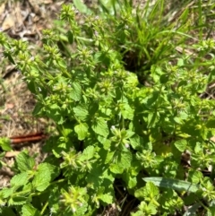 Stachys arvensis (Stagger Weed) at FMC500: Bragg St Swales - 16 Feb 2024 by cmobbs